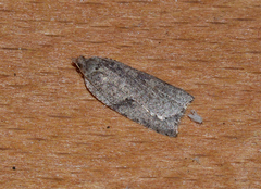Meritastis polygraphana