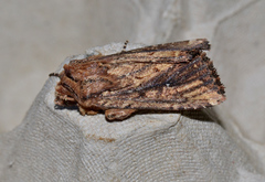 Dasygaster ligniplena