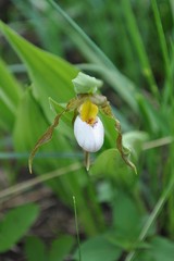 Cypripedium candidum