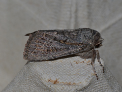 Dasygaster epundoides