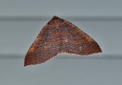 Larentia apotoma