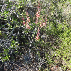 Aloe parvibracteata