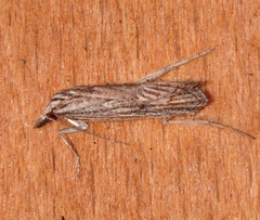 Carposina leptoneura