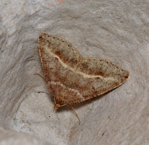 Dodonaea Moth