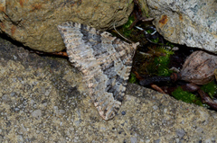 Epyaxa agelasta