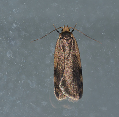Hoplostega ochroma