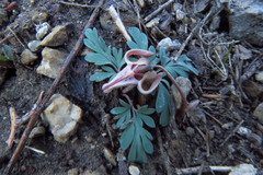Dicentra uniflora