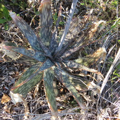 Aloe parvibracteata