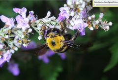 Xylocopa appendiculata