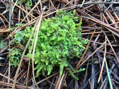Lembophyllum divulsum