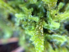 Lembophyllum divulsum
