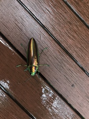 Chrysochroa pseudofulgidissima