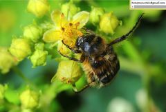 Lasiotrichius succinctus