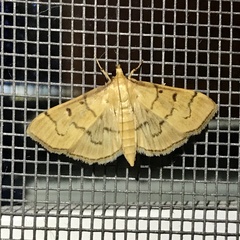 Herpetogramma theseusalis