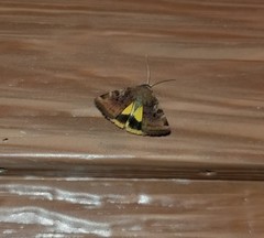 Cryptocala acadiensis