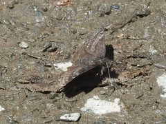 Erynnis persius