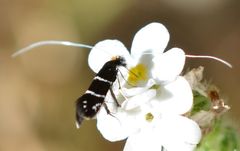 Adela septentrionella