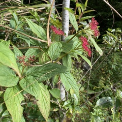 Viburnum urceolatum