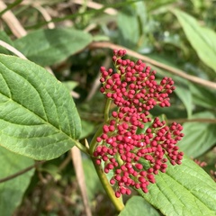 Viburnum urceolatum