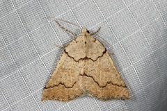 Amelora goniota
