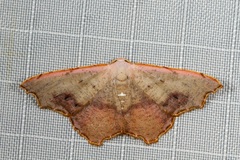 Epicompsa xanthocrossa