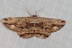 Scioglyptis lyciaria