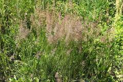 Agrostis clavata