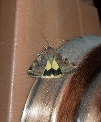 Cryptocala acadiensis