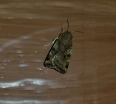 Cryptocala acadiensis