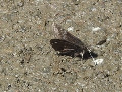 Erynnis persius