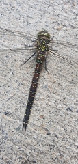 Aeshna juncea