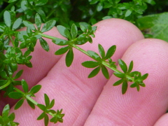 Galium palustre palustre