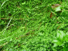Galium palustre palustre