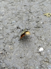 Deudorix epijarbas menesicles