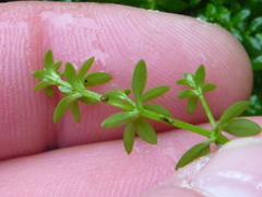 Galium palustre palustre
