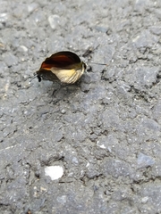 Deudorix epijarbas menesicles