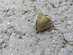 Deudorix epijarbas menesicles