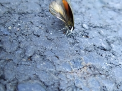 Deudorix epijarbas menesicles