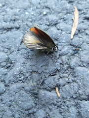 Deudorix epijarbas menesicles