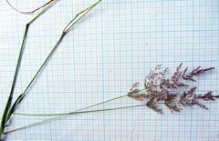 Agrostis clavata