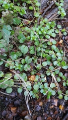 Epilobium pedunculare