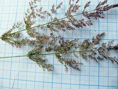 Agrostis clavata