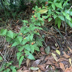 Rubus trianthus