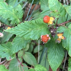 Rubus trianthus