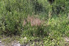 Agrostis clavata