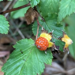 Rubus trianthus