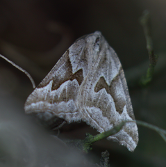 Plataea californiaria