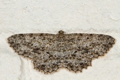 Thallogama pansticta