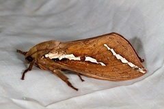 Abantiades latipennis