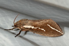 Abantiades latipennis